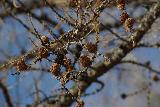 Little pine cones