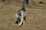 Here kitty, kitty!