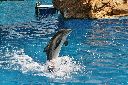 dolphin dolphin