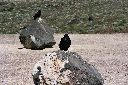 ravens ravens