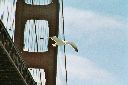 seagull seagull
