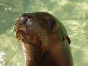 seal seal