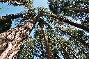 tall trees tall_trees