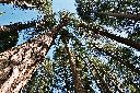 tall_trees